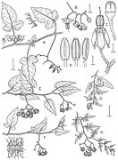 Botanical illustration