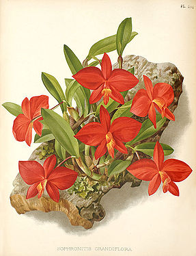 Sophronitis coccinea