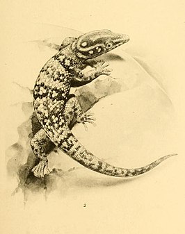 Sphaerodactylus copei