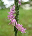 Spiranthes sinensis Tokio