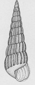 Turbonilla hemphilli created by Bush in 1899