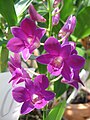 Dendrobium cultivar close-up