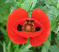 flower from Israel - Papaver umbonatum