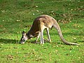 Känguru (Zoo Berlin)