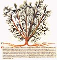 Pseudo-Dioskurides de herbis femininis 6. Jahrhundert