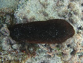 Actinopyga obesa