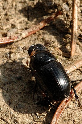 Aphodius ater