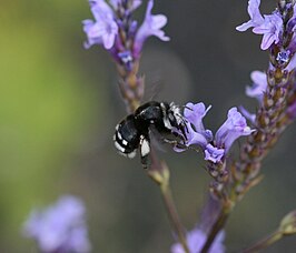 Anthophora alluaudi