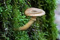 6 - Armillaria hinnulea