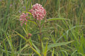 Ascelpias incarnata