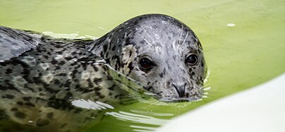 Harbor seal (Phoca vitulina)