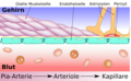 Schematischer Aufbau der Blutgefäße im Gehirn von der Pia-Aterie über Ateriolen zu Kapillaren.