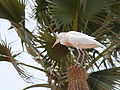 Kuhreiher Cattle Egret