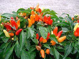 Közönséges paprika (Capsicum annuum)