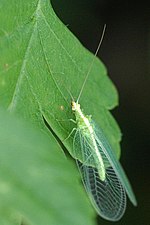 Chrysoperla carnea