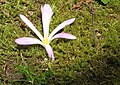 Colchicum montanum & Scilla autumnalis bud