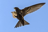 Common_Swift_Apus_apus