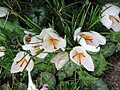 Crocus cartwrightianus 'Albus'