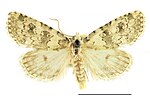 Bryophila domestica – Specimen