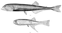 Bonapartia pedaliota (unten) und Gonostoma elongatum