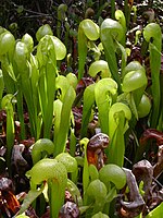 Darlingtonia californica — California pitcher plant This patch of Darligtonias is the northernmost natural patch.