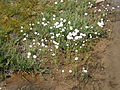 Eriophorum scheuchzeri