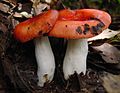 north of Ixtlan in the state of Oaxaca, Mexico. Same mushroom as Fungus_ne4.jpg.