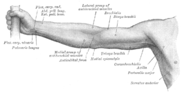 Musculus coracobrachialis rechts, 4e van onder