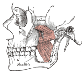 Left medial and lateral pterygoid muscles