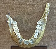 Ternifine I, Homo erectus mauritanicus de facto holotype (0.7 Ma)