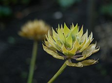 Gevleugelde hauwtjes van schermscheefbloem