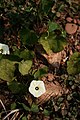 Ipomoea obscura