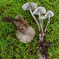 Mycena vitilis