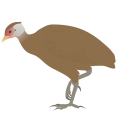 Nicobar Megapode