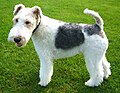 The lead image from the article Fox Terrier