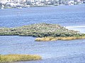 Birds gather at the Port Orange Wildlife Sanctuary.