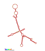 Listeria snRNA rli47: Predicted secondary structure taken from the Rfam database. Family RF01478.