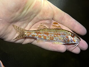 A stray Red Goatfish (Mullus auratus) caught in New Jersey, far outside it's native range, by Zakqary Roy.