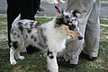 Owczarek collie o umaszczeniu blue merle