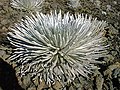 Haleakalā silversword