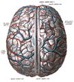 Beynin orta kısmında sagittal sinüs ve etrafında araknoid granulasyonlar izlenmelktedir