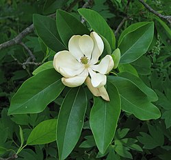 Άνθος της Μαγνόλιας της βιργινιανής (Magnolia virginiana).