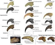 Claw comparisons