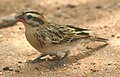 another one, which I suspect is male - the beak is slightly too red, the stripes are a much more prominent than in the females