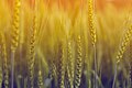 Image 33Although rice is the staple food of Bangladesh, wheat holds an important position is a summplementary staple corp. The image was captured in a wheat field in the Natore District. Photo Credit: Jubair1985