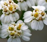 A. millefolium - çiçek portresi.