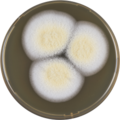 Aspergillus persii growing on MEAOX plate