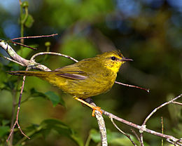 Myiothlypis flaveolus