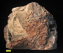 Bir geç Karbonifer fosili, Nevada