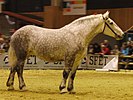 A gray Percheron